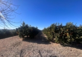 Земля на продажу у города Llíria Фото