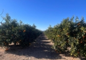Земля на продажу у города Llíria Фото