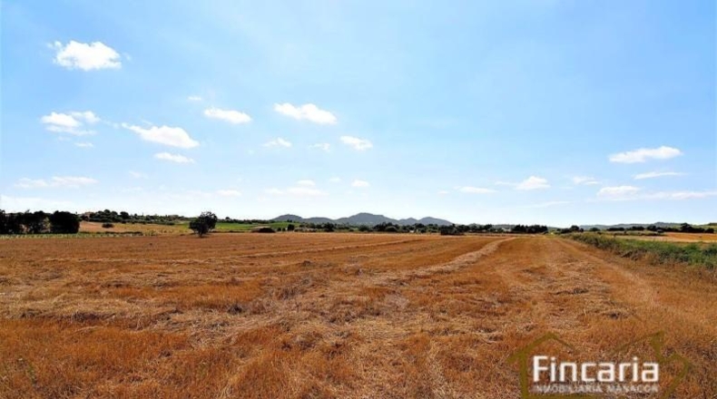 Balearic Islands - Manacor - 22145m2