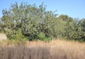 Suelo urbano en venta en la España, Llíria, ref: TR248458 foto