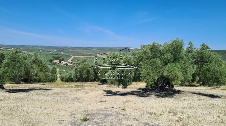 Córdoba - Lucena - 90000m2