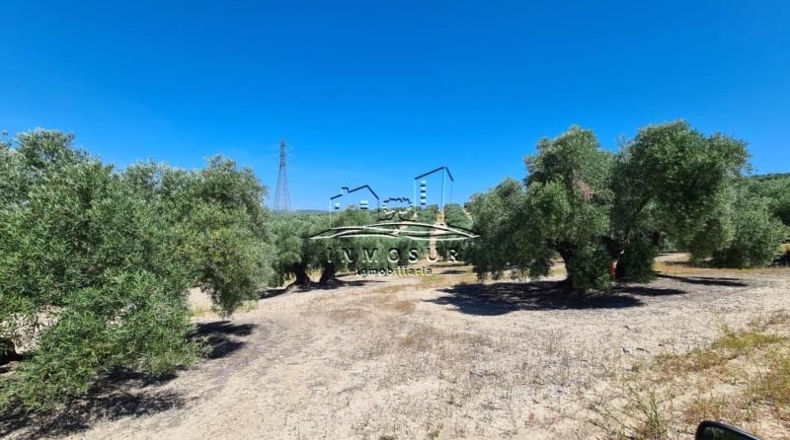 Córdoba - Lucena - 90000m2