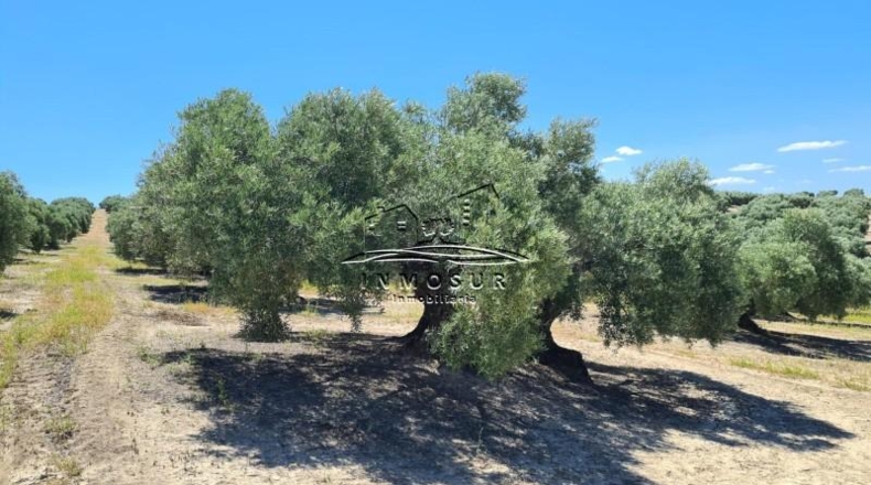 Córdoba - Lucena - 90000m2