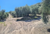 Non-developable land for sale on España, Lucena, ref: TR242166 photo
