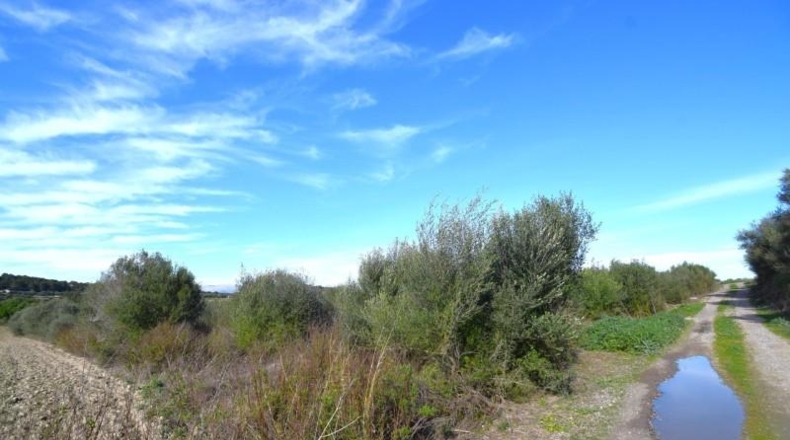 Islas Baleares - Muro - 18250m2