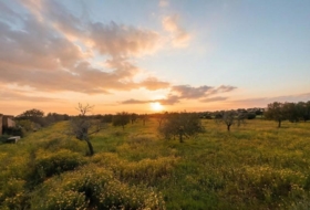 Llucmajor 15000&nbsp;m²