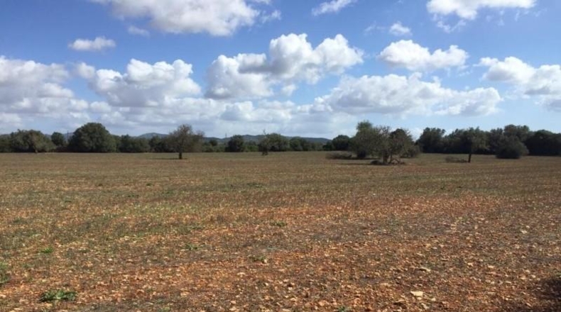 Balearic Islands - Felanitx - 28132m2