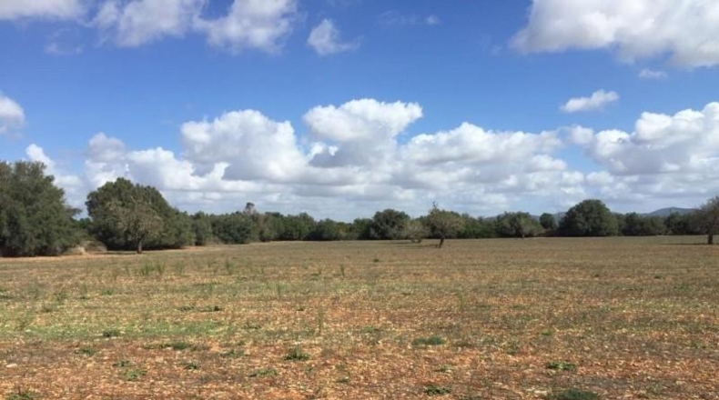 Balearic Islands - Felanitx - 28132m2