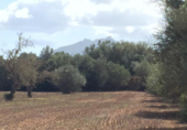 Terreno no urbanizable en venta en la España, Felanitx, ref: TR117347 foto
