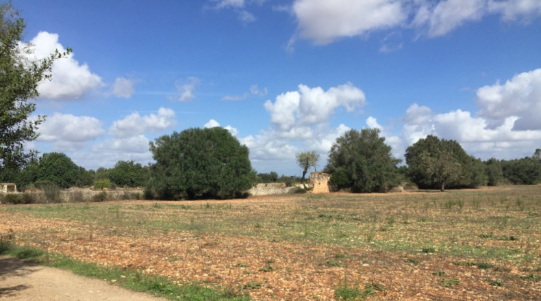 Balearic Islands - Felanitx - 28132m2