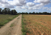 Terreno no urbanizable en venta en la España, Felanitx, ref: TR117347 foto