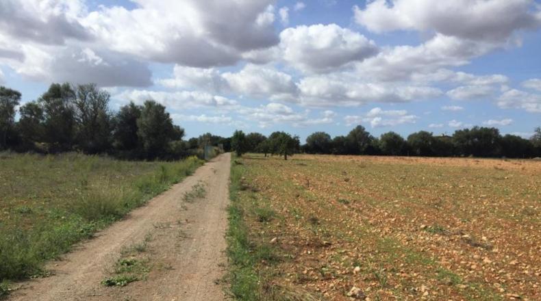 Balearic Islands - Felanitx - 28132m2