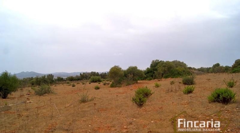 Balearic Islands - Manacor - 20385m2