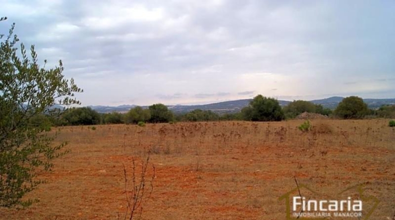 Balearic Islands - Manacor - 20385m2