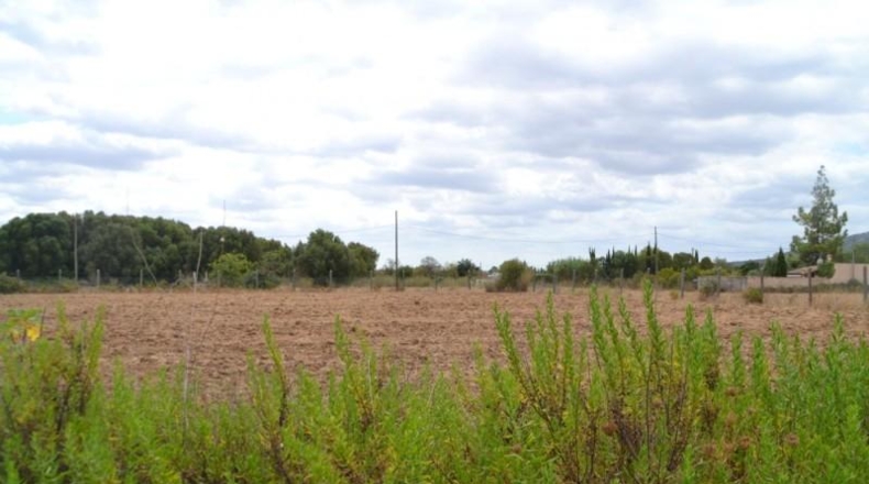 Islas Baleares - Campanet - 14270m2