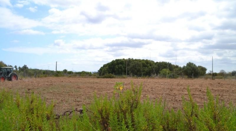 Islas Baleares - Campanet - 14270m2