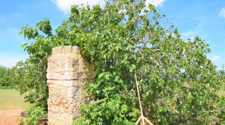 Islas Baleares - Llubí - 20369m2