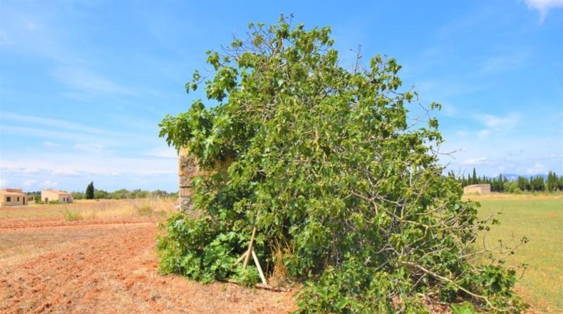 Islas Baleares - Llubí - 20369m2
