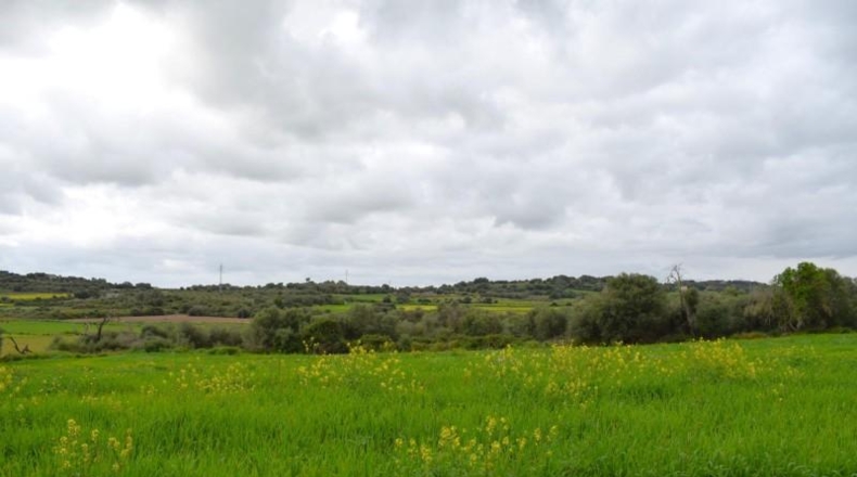 Balearic Islands - Muro - 15988m2