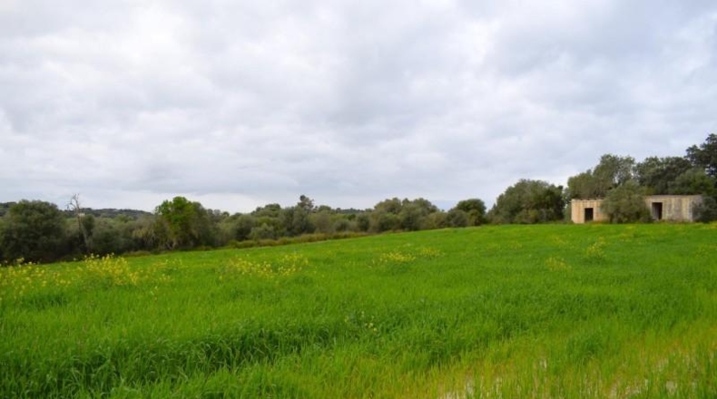 Balearic Islands - Muro - 15988m2