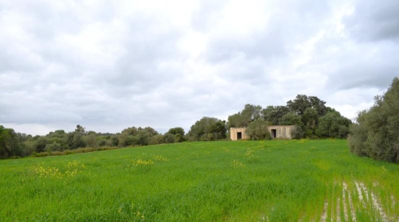 Balearic Islands - Muro - 15988m2