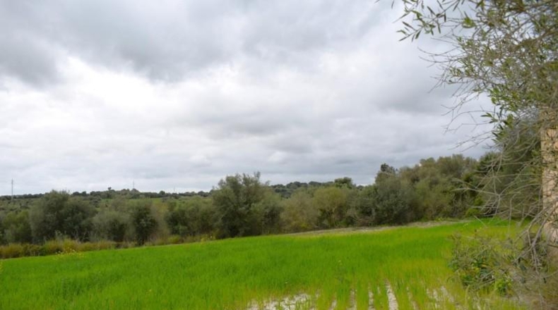 Balearic Islands - Muro - 15988m2