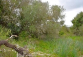Detached villa with land for sale on España, Muro, ref: TR240884 photo
