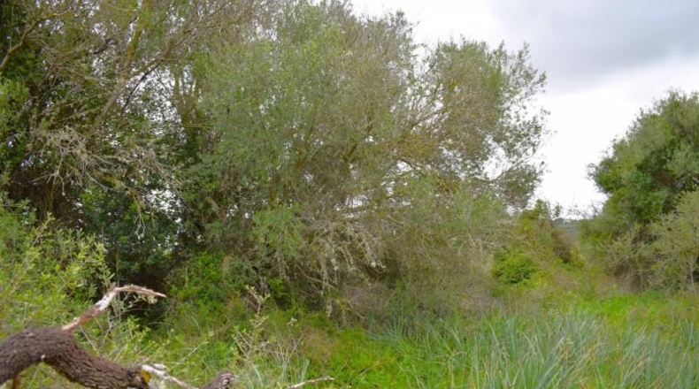 Balearic Islands - Muro - 15988m2