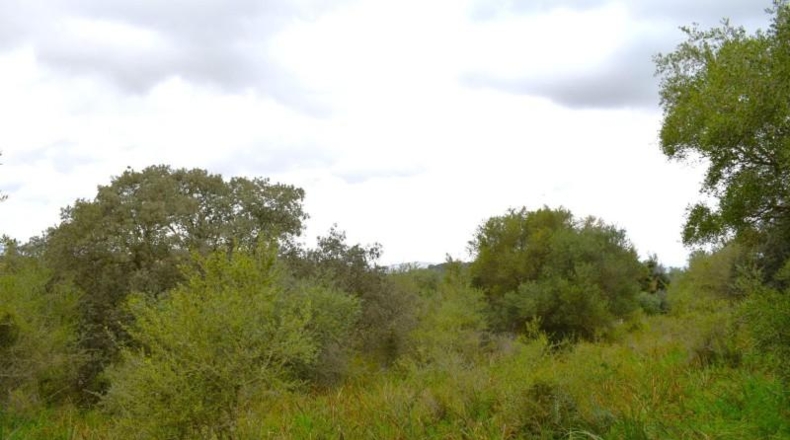 Balearic Islands - Muro - 15988m2