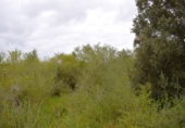 Detached villa with land for sale on España, Muro, ref: TR240884 photo