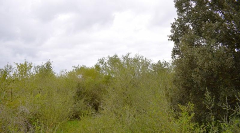 Balearic Islands - Muro - 15988m2