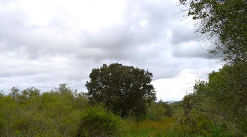 Balearic Islands - Muro - 15988m2