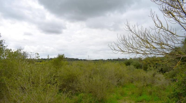 Balearic Islands - Muro - 15988m2