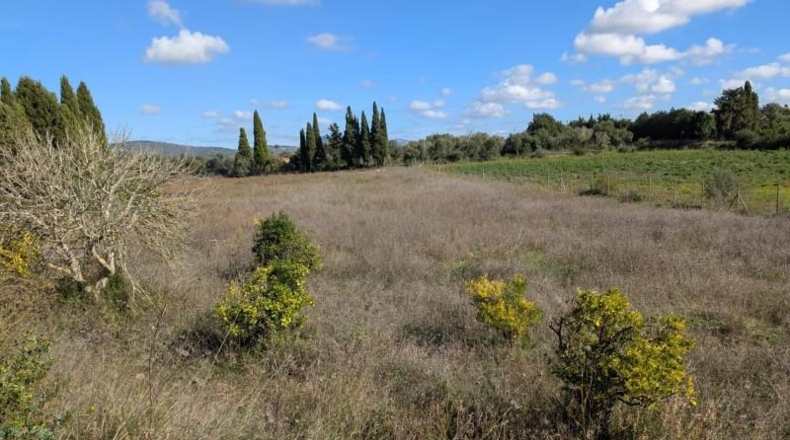 Islas Baleares - Manacor - 14603m2