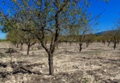 Terreno no urbanizable en venta en la España, Villena, ref: TR360841 foto