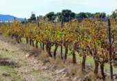 Terreno no urbanizable en venta en la España, Villena, ref: TR360841 foto