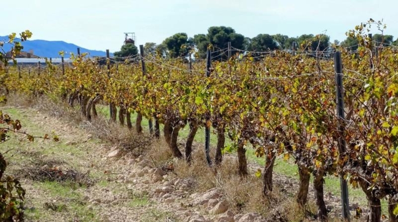 Valencia - Fuente la Higuera - 147651m2