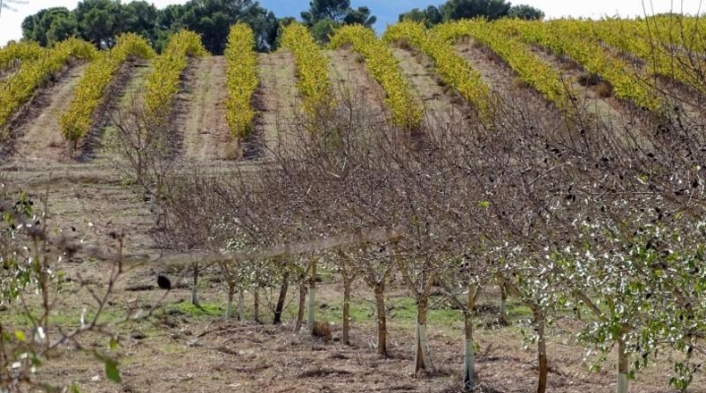 Valencia - Fuente la Higuera - 147651m2