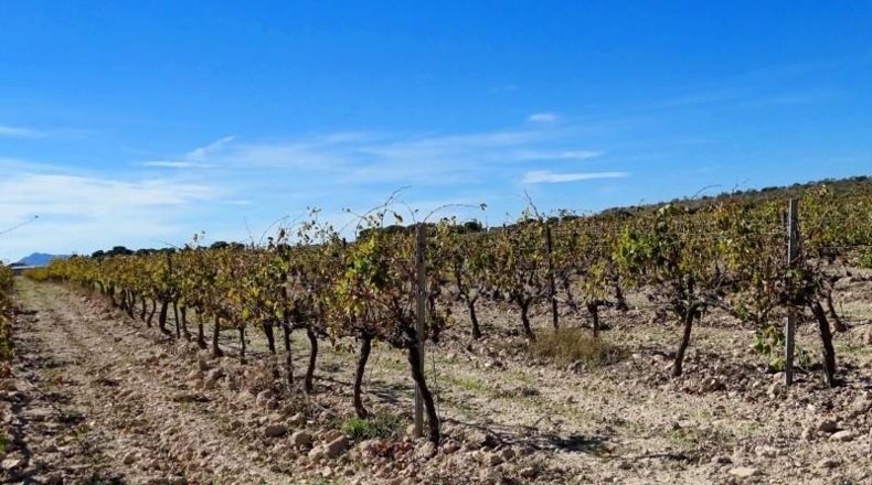 Valencia - Fuente la Higuera - 147651m2