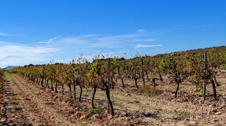 Valencia - Fuente la Higuera - 147651m2