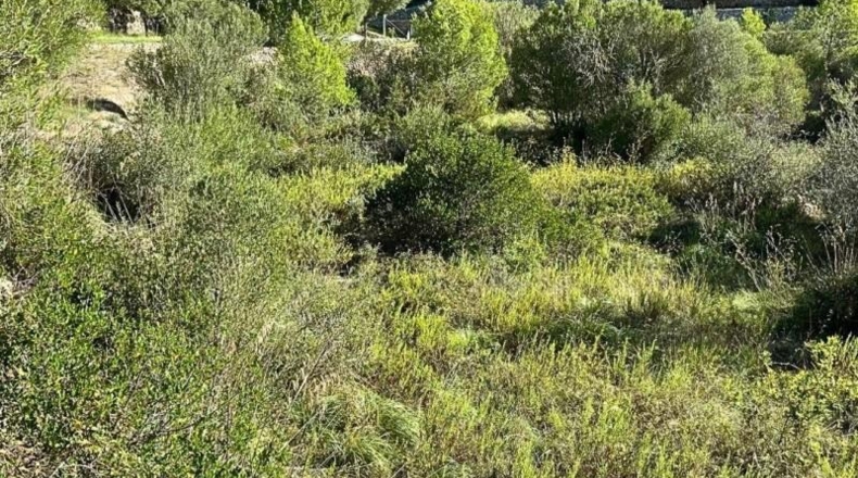 Islas Baleares - Puigpuñent - 2500m2
