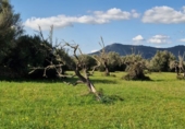 Parcela urbanizable en venta en la España, Llubí, ref: TR229460 foto