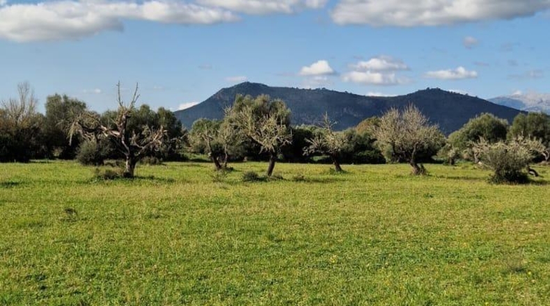 Illes Balears - Llubí - 14964m2