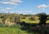 Parcela urbanizable en venta en la España, Llubí, ref: TR229460 foto