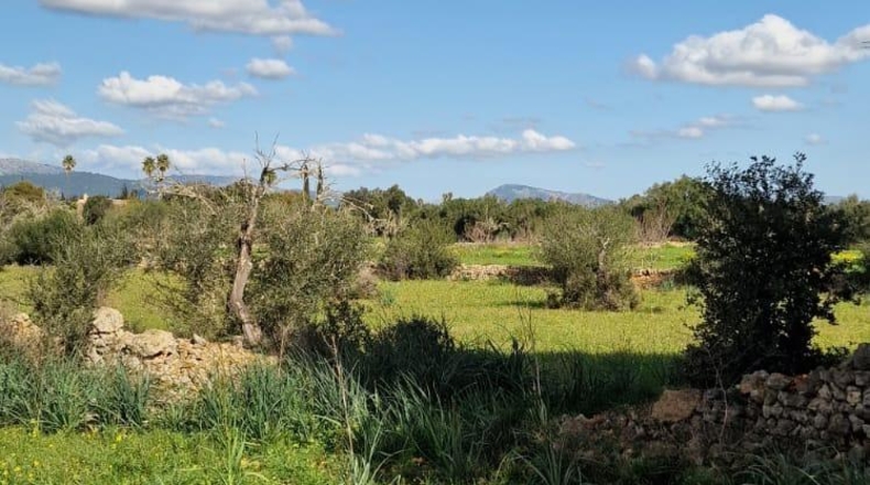 Illes Balears - Llubí - 14964m2