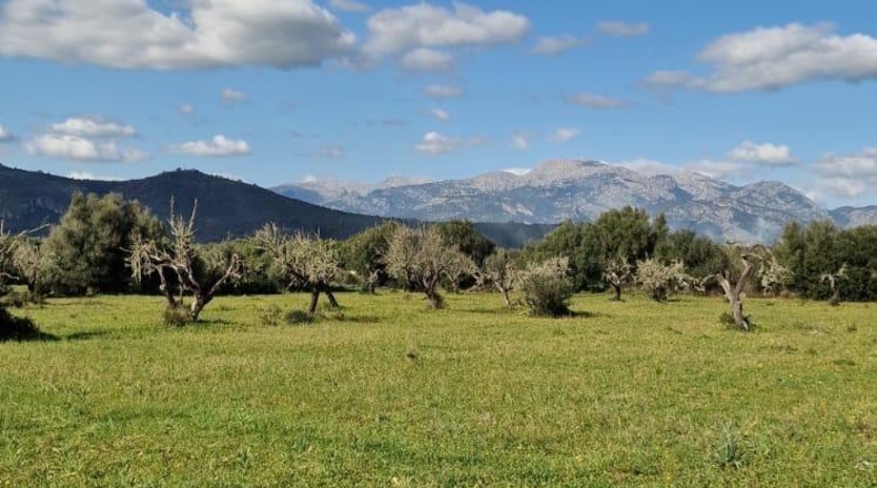 Illes Balears - Llubí - 14964m2