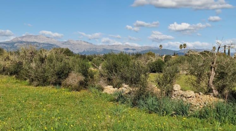Illes Balears - Llubí - 14964m2