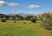 Parcela urbanizable en venta en la España, Llubí, ref: TR229460 foto