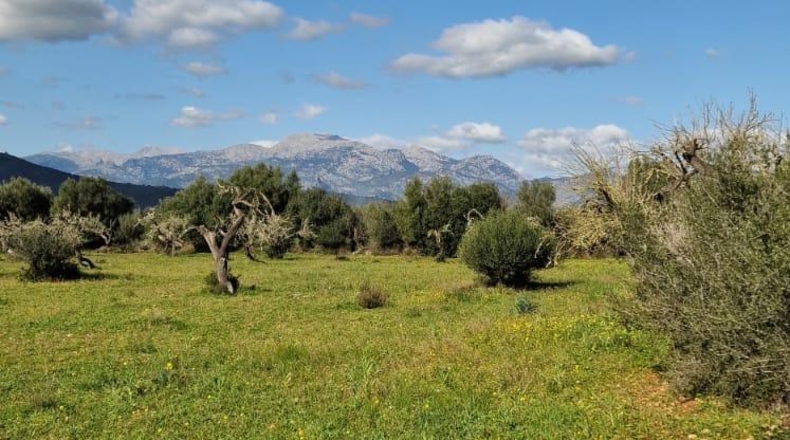Illes Balears - Llubí - 14964m2