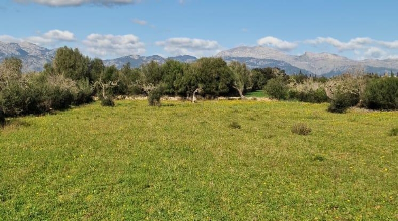 Illes Balears - Llubí - 14964m2